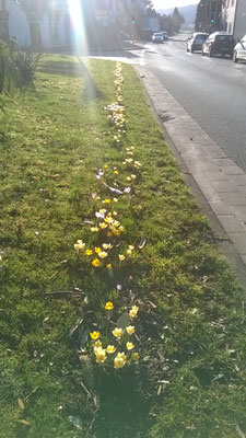 die Krokusse werden sich über die Jashre hoffentlich vermehren und verwildern...