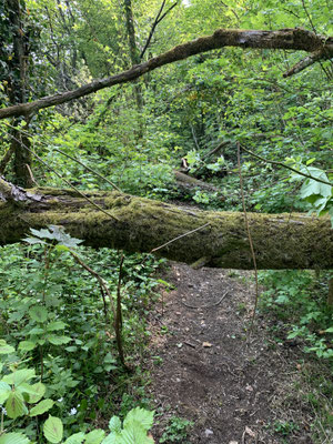 Arbres bloquant le passage