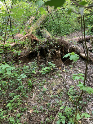 Arbres bloquant le passage