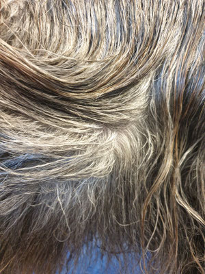 Grooming Eines Langhaarhundes Ohne Saisonalen Fellwechsel Hundefriseur Groom Room Kronberg