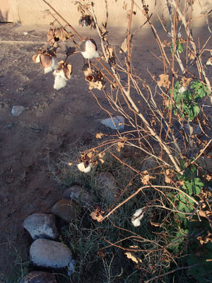 Baumwolle auf dem Campingplatz