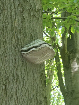 Baumpilz Ith-Wald