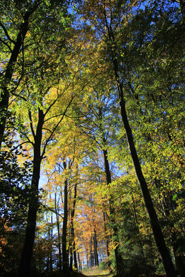 Herbstwald beim Bodoturm