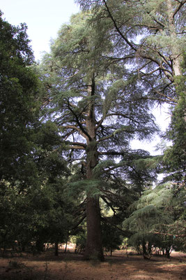 großer Zedernwald bei Azrou