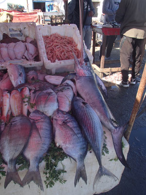 Fischerhafen Essaouira