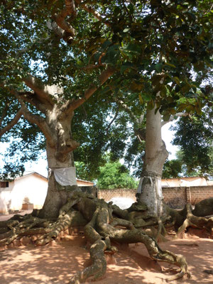 Les arbres jumeaux