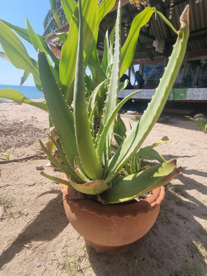 Aloe Vera