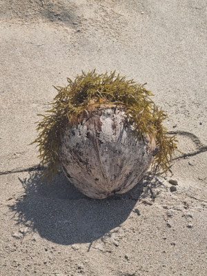 Wilson??!! (Cast Away)