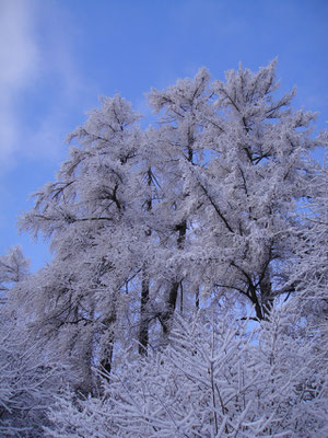 Föhren im WInter