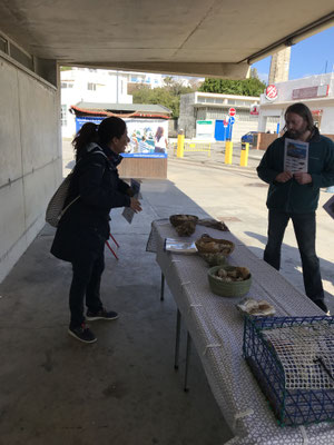 Voyage d'études Sotogrande / Visite Estepona 01.02.2019 / (c) www.effep.eu