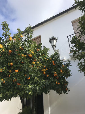 Voyage d'études Sotogrande / Visite Ronda 30.01.2019 / (c) www.effep.eu