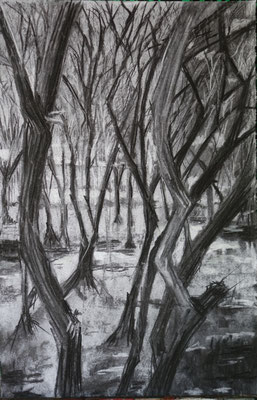 Histoire d'arbres 2 - fusain- 40x30