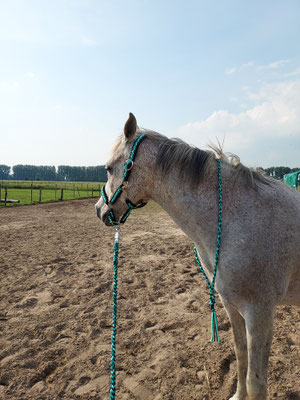 Halfter, Strick und Halsring