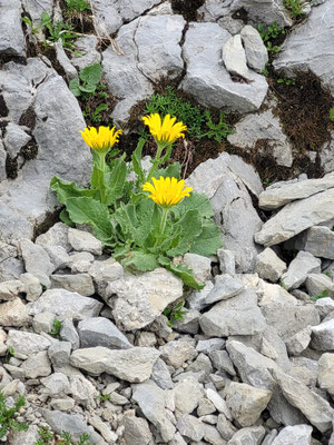 Doronicum grandiflorum (Grossköpfige Gämswurz)