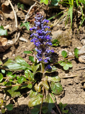 Ajuga reptans (Kriechender Günsel)