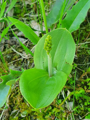 Listera ovata (Grosses Zweiblatt)