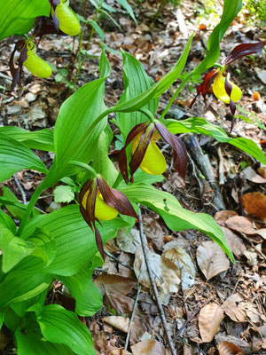 Cypripedium calceolus (Frauenschuh)