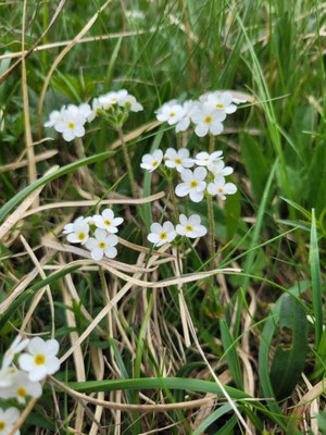 Androsaceae chamaejasme (Bewimperter Mannsschild)