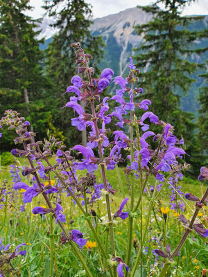 Salvia pratensis (Wiesen-salbei)