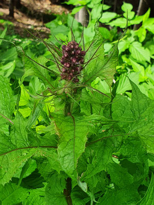 Cicerbita alpina (Alpen-Milchlattich)