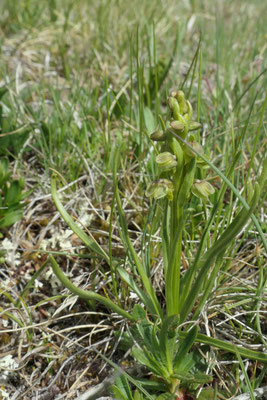 Chamorchis alpina (Zwergorchis)