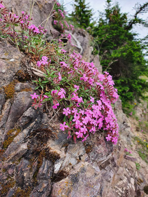 Saponaria ocymoides (Rotes Seifenkraut)