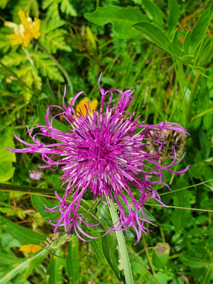 Centaurea scabiosa (Skabiosen-Flockenblume)