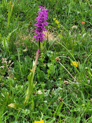 Orchis mascula (Männliches Knabenkraut)