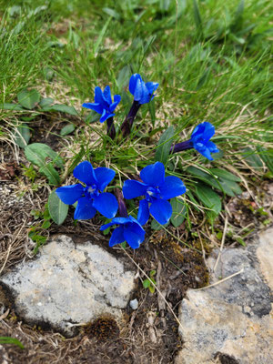 Gentiana verna (Frühlings-Enzian)