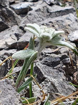 Leontopodium alpinum (Edelweiss)