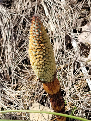 Equisetum telmateia (Riesen-Schachtelhalm)