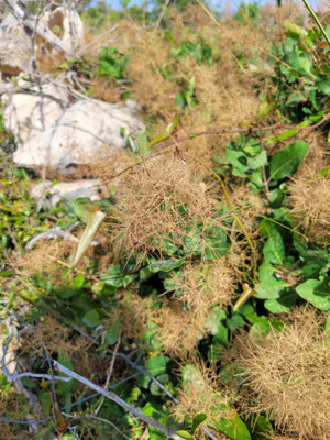 Cotinus coggygria (Perückenstrauch)