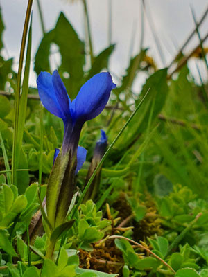 Gentiana verna (Frühlings-Enzian)