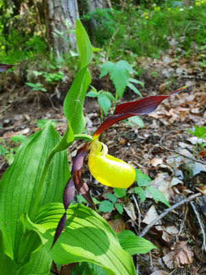 Cypripedium calceolus (Frauenschuh)