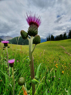 Cirsium helenioides (Verschiedenblättrige Kratzdistel)