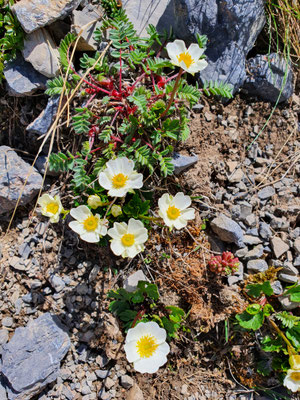 Ranunculis alpinus (Alpen-Hahnenfuss)