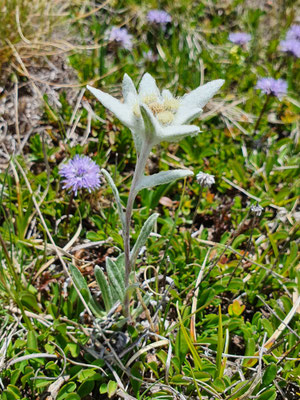 Leontopodium alpinum (Edelweiss)