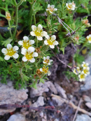 Saxifraga exarata (Gefurchter Steinbrech) ????