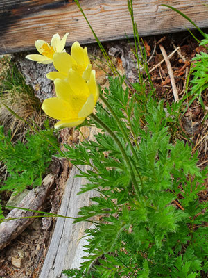 Pulsatilla alpina subsp. apiifolia (Schwefel-Anemone)