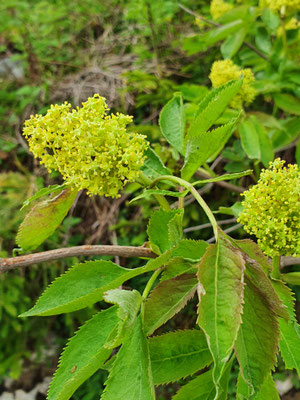 Sambuccus racemosa (Roter Holunder)