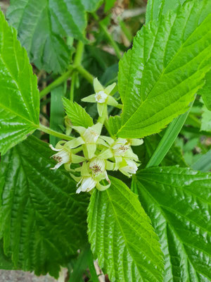 Rubus saxatiles (Steinbeere)