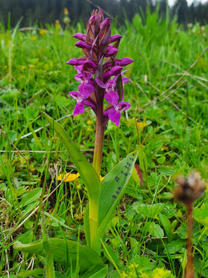 Dactylorhiza majalis (Breitblättrige Fingerwurz)