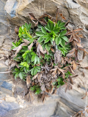 Potentilla caulescens (Vielstängeliges Fingerkraut)