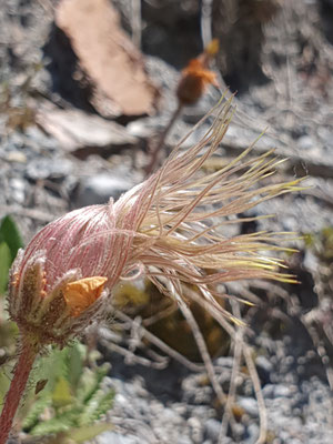 Dryas octopetala (Silberwurz)