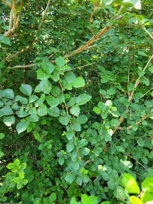 Ulmus minor (Feldulme)