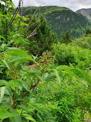 Sambucus racemosa (Roter Holunder)