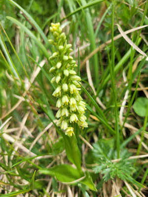 Pseudorchis albida (Weisszunge)