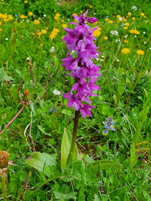 Orchis mascula (Männliches Knabenkraut)