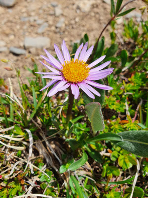 Aster alpinus (Alpen-Aster)