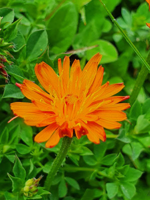 Crepis aurea (Gold-Pippau)